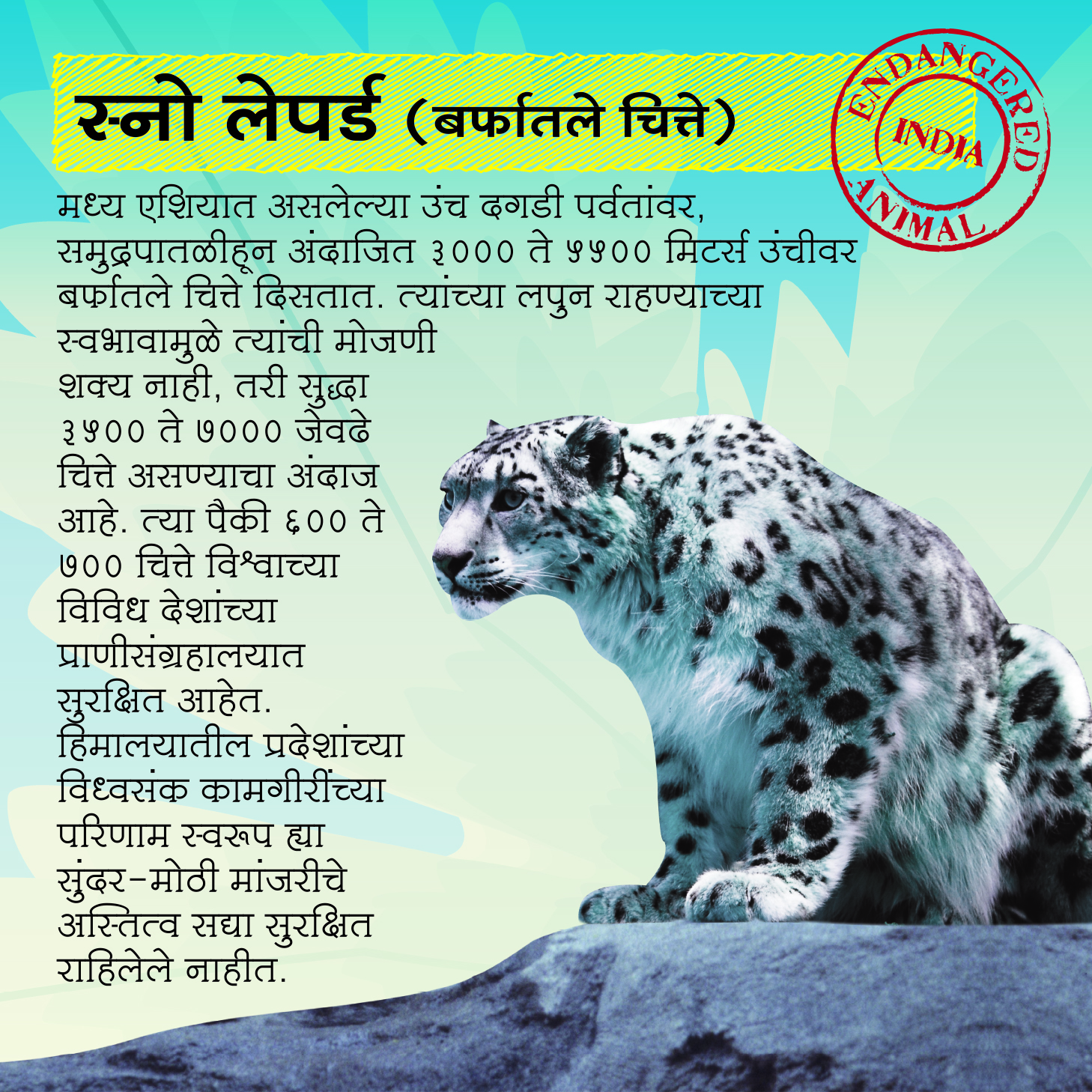 Interpretation Panel on Snow Leopard