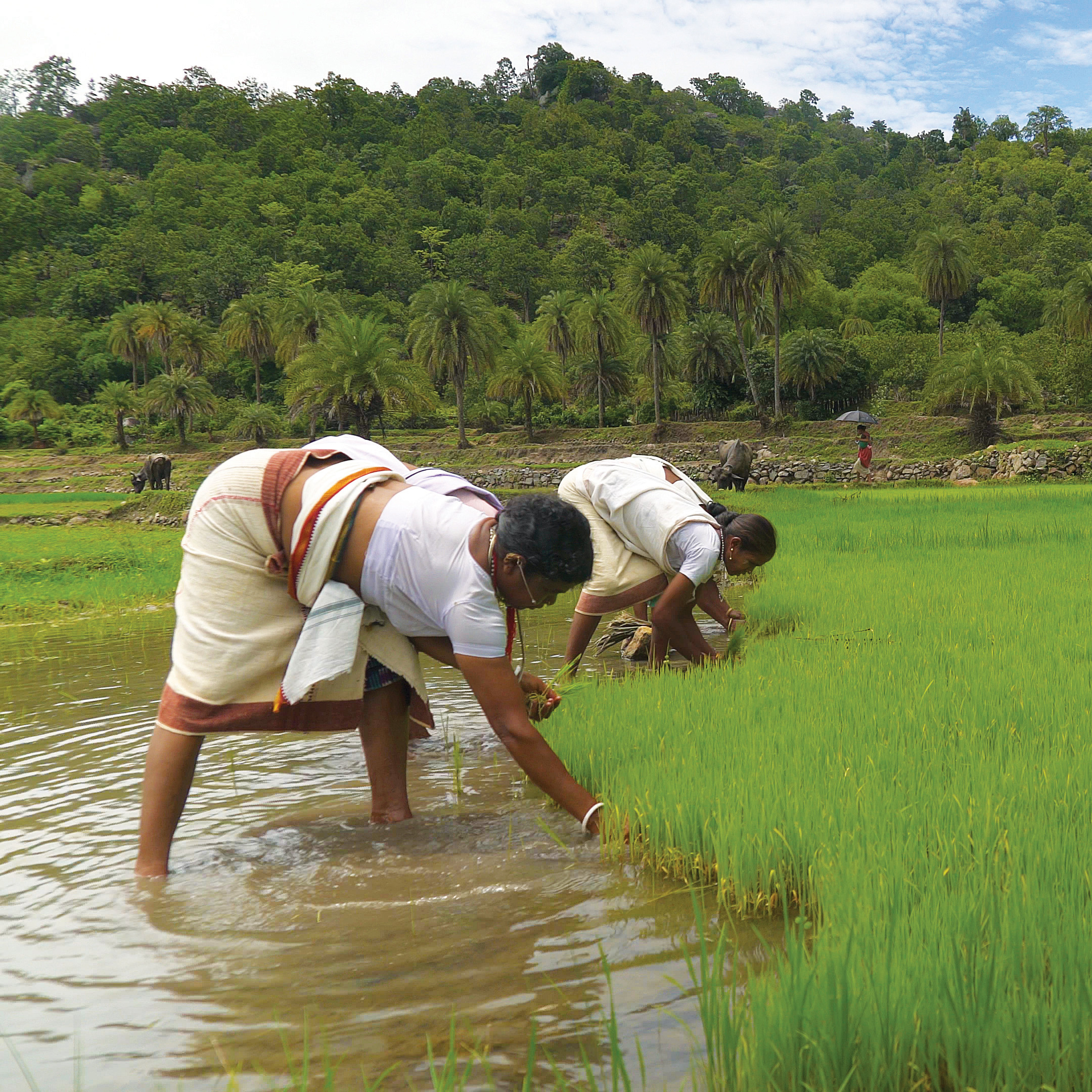 Lanjia Saora women sowing paddy in terraces